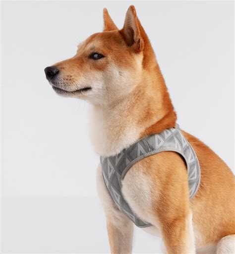 dior pet heren|Dior dog harness black.